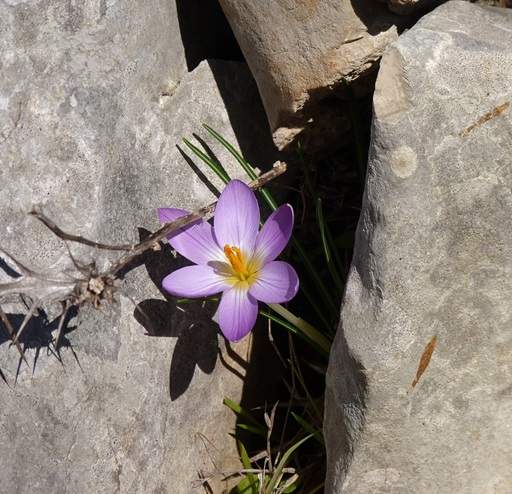 Purple flower in rock garden